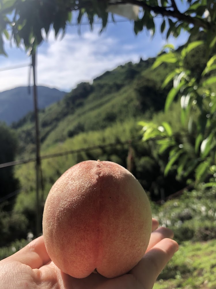 手捧拉拉山水蜜桃與山景