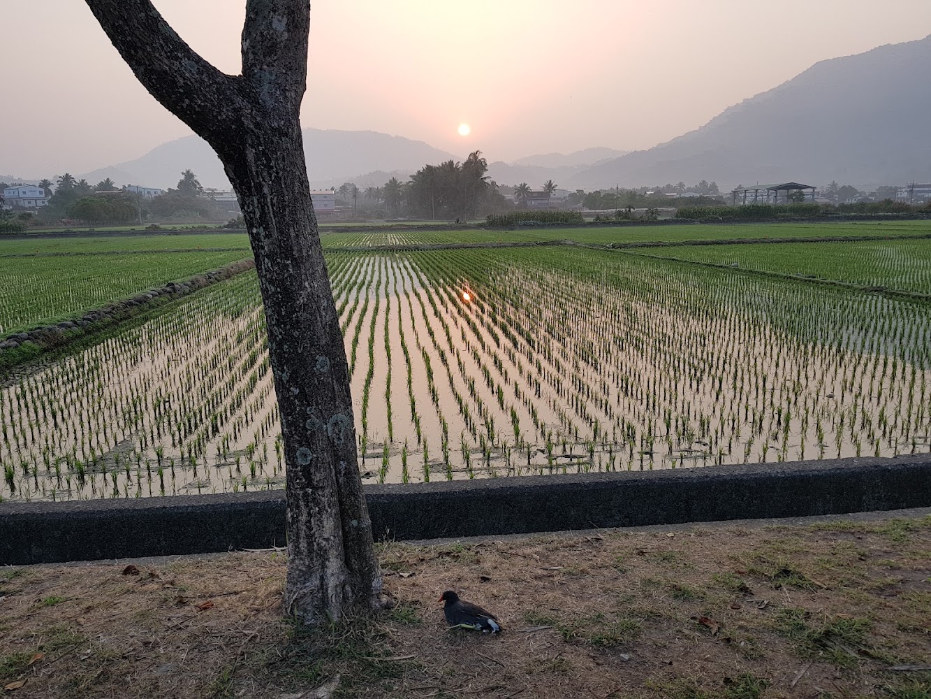 大樹、綠油油稻田、夕陽、遠山和幾棟房子構成寧靜風景