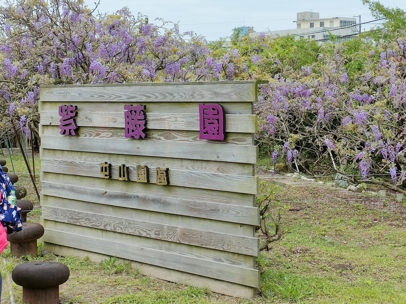 淡水紫藤花園一號屯山園區入口招牌與盛開紫藤