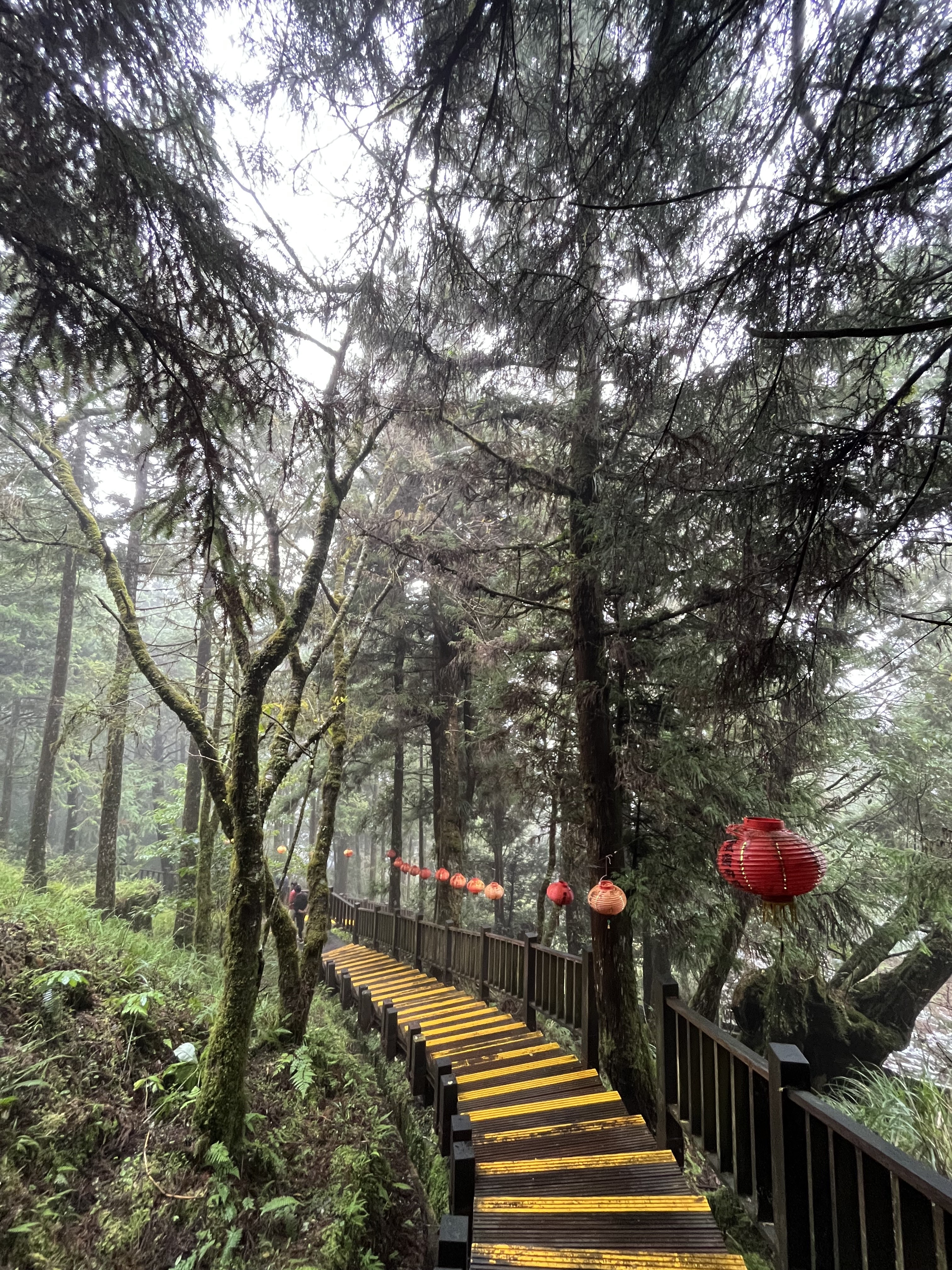 森林木棧步道旁掛著紅燈籠