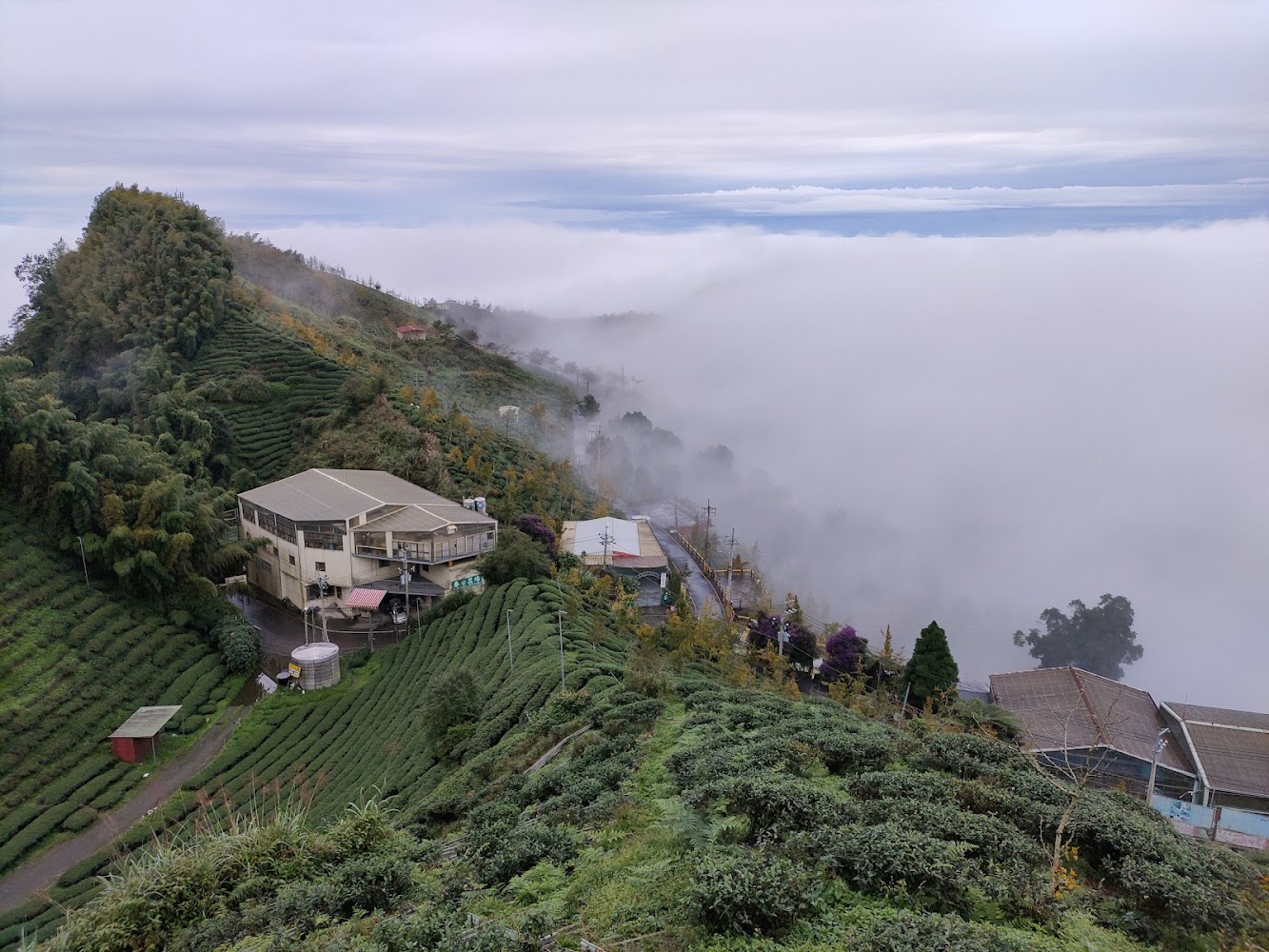 大崙山觀景臺茶園與山谷雲霧