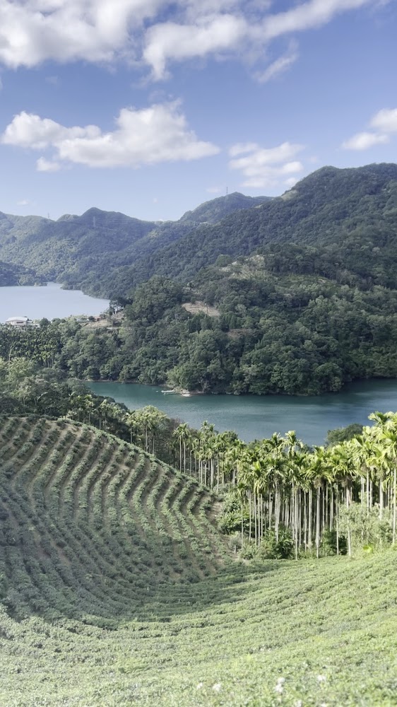 八卦茶園景觀台茶園與青山湖景