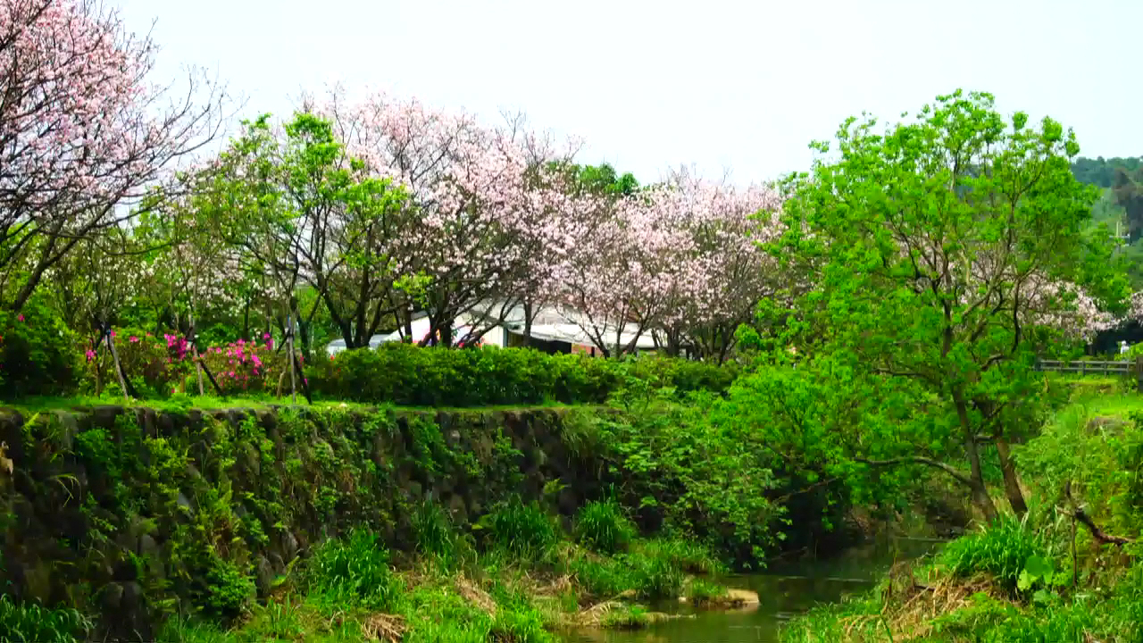 三生步道溪流與櫻花景色