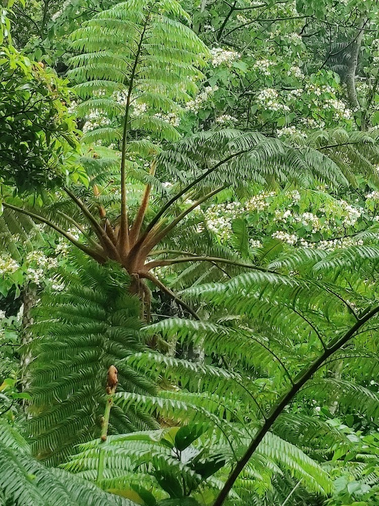大型蕨類與開白花樹木的森林景觀