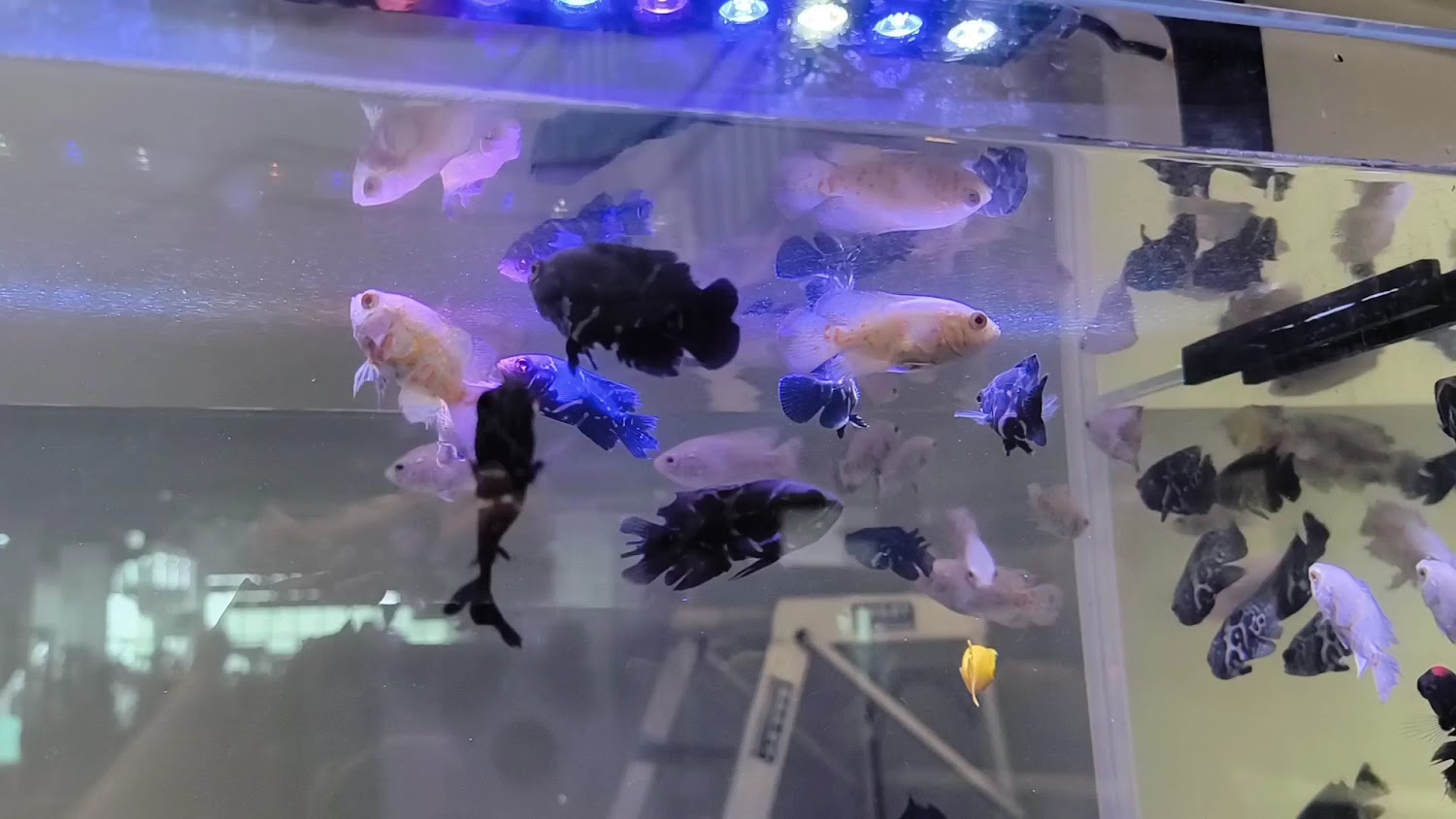熱帶魚水族箱展示
