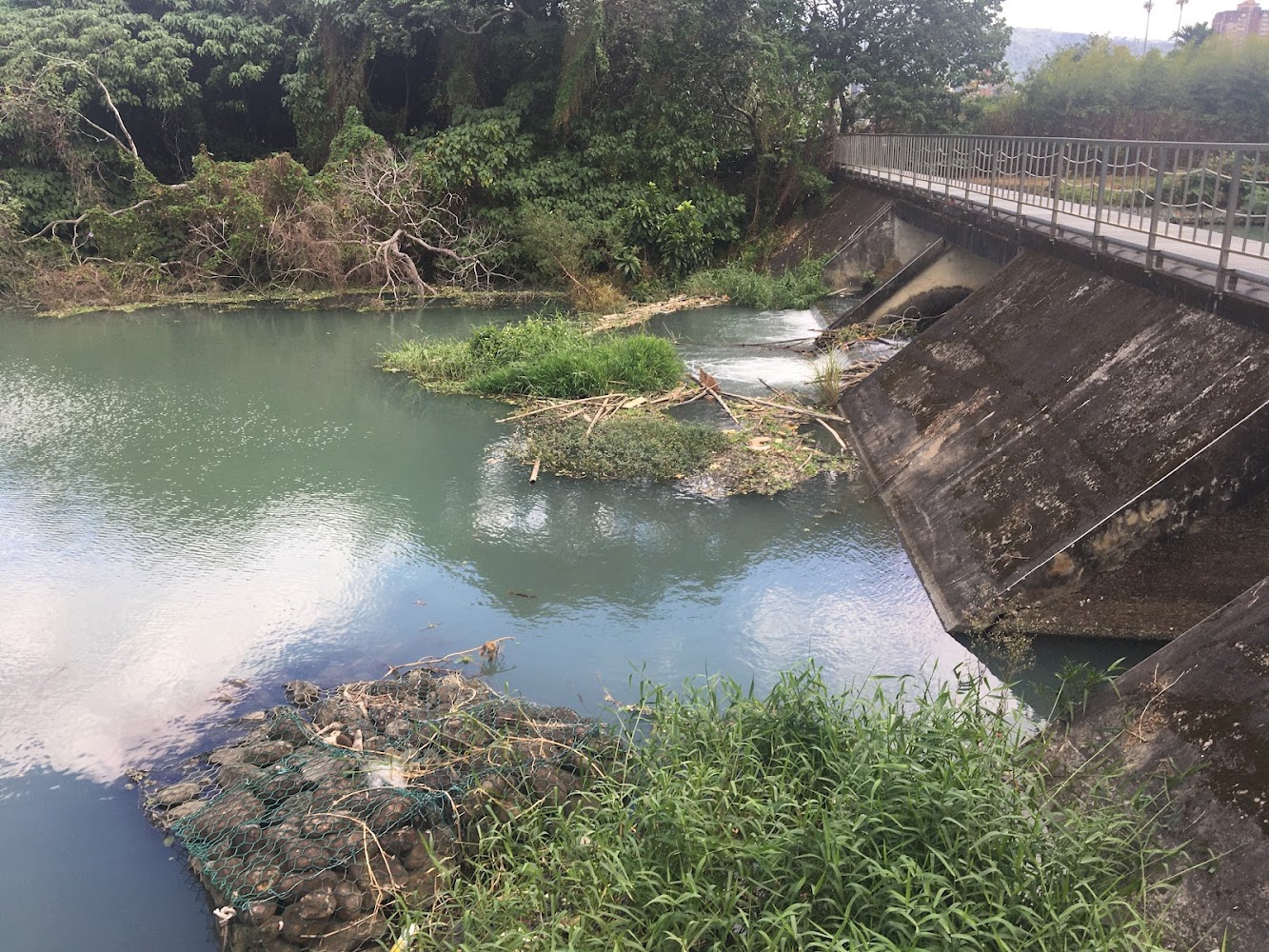 河邊有茂密樹木與雜草一旁有水泥橋梁河面漂浮樹枝