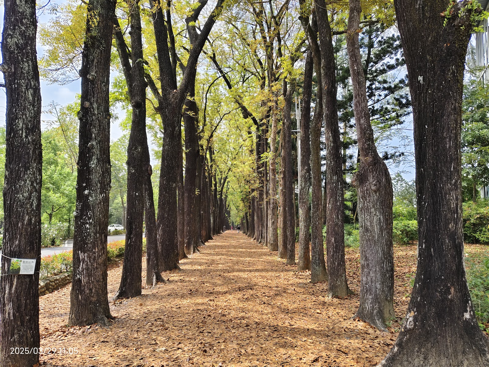 新威森林公園落羽松大道，筆直排列的橙黃色落葉松