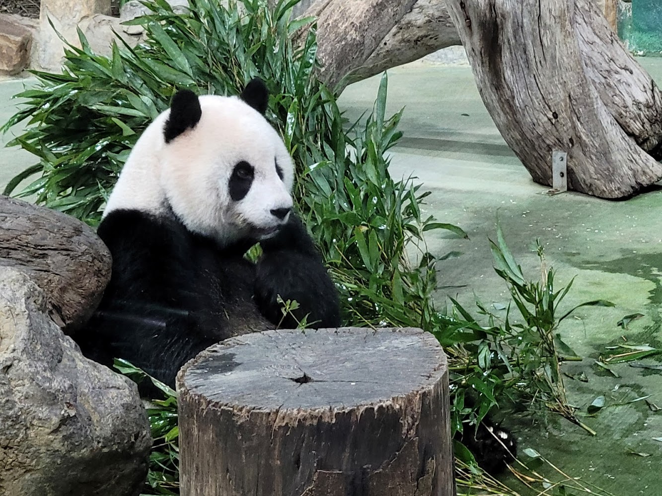 臺北市立動物園臺灣動物區熊貓展示環境