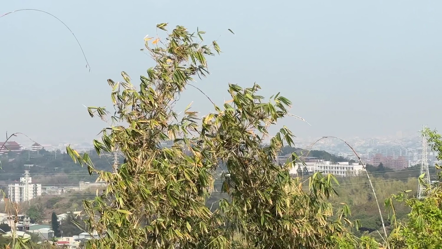 竹林前景與遠方城市山丘景色