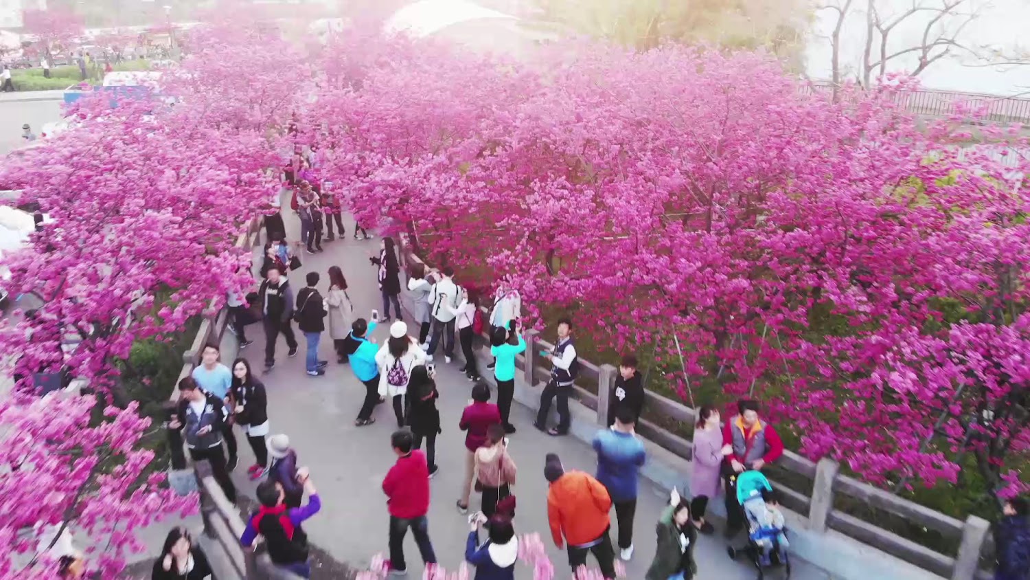 櫻花盛開的公園步道與賞花人潮