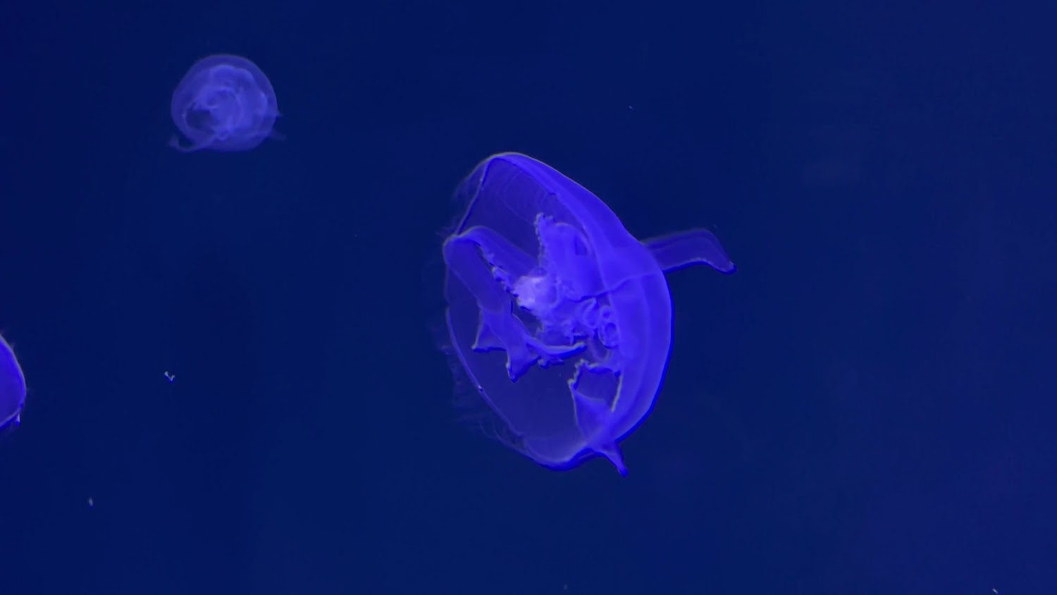 透明淡紫色光澤的水母在深藍海水中悠游