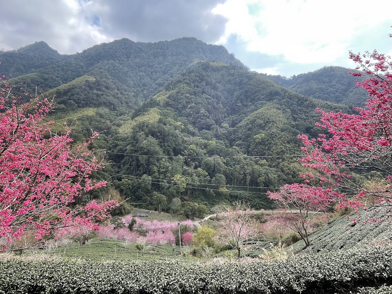 草嶺櫻花與茶園山坡景觀