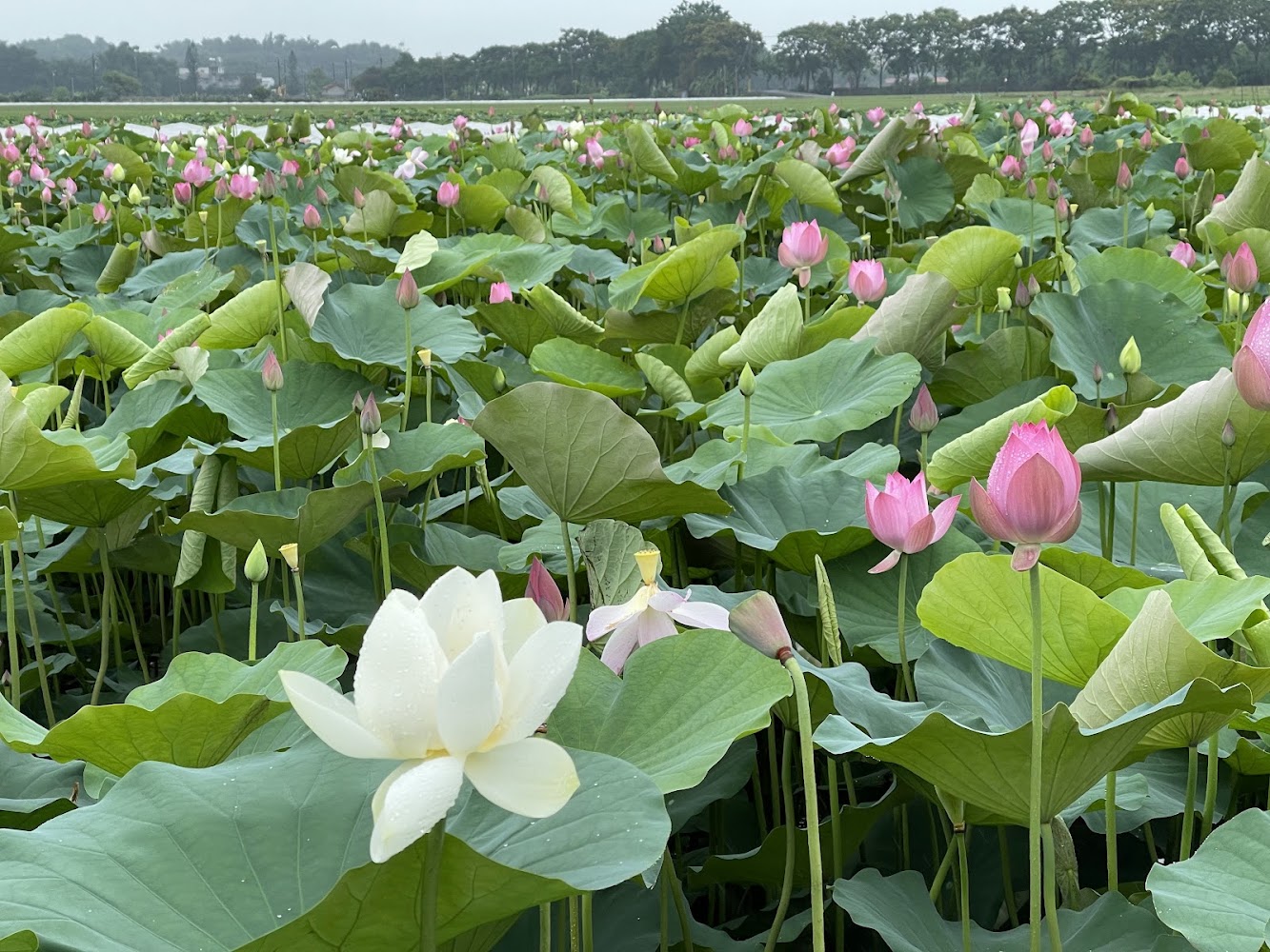 盛開荷花田景觀