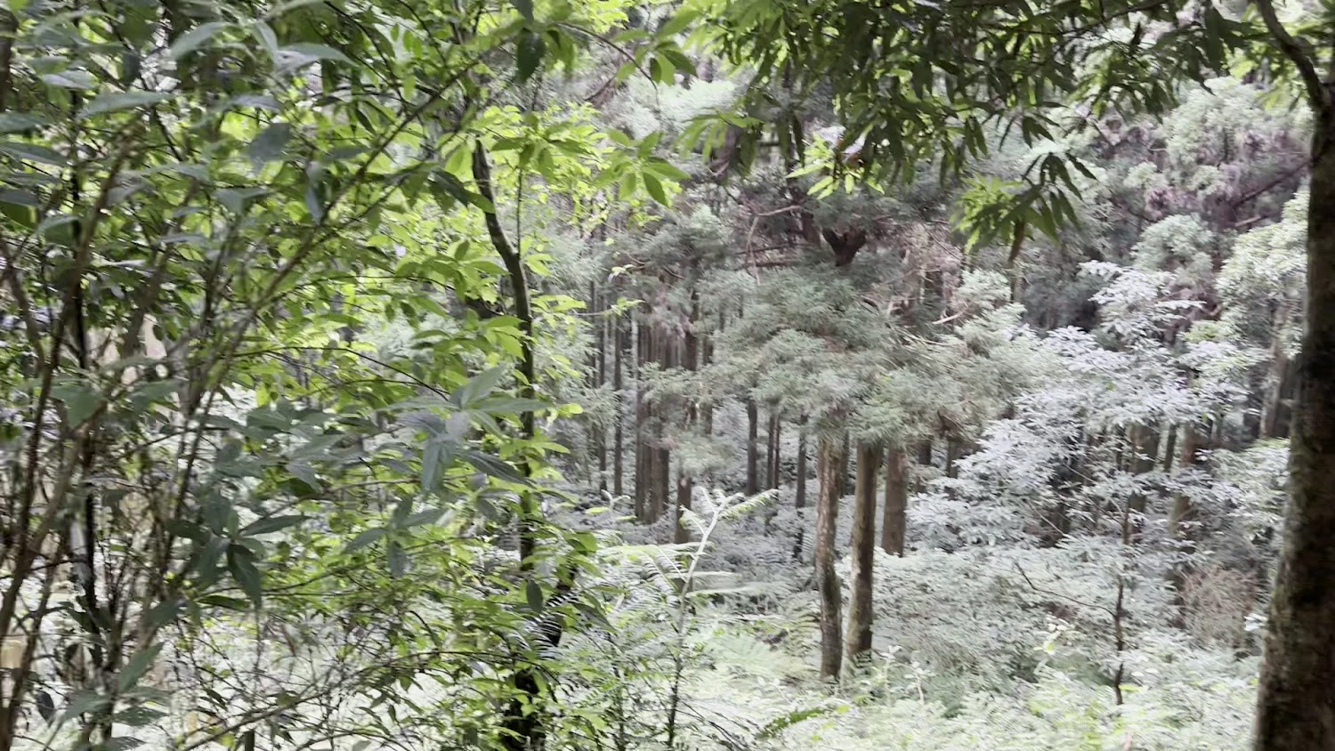東眼山濃密林相與地被植物