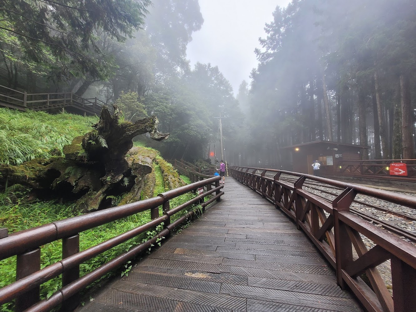 第一代阿里山神木附近步道與鐵軌景色