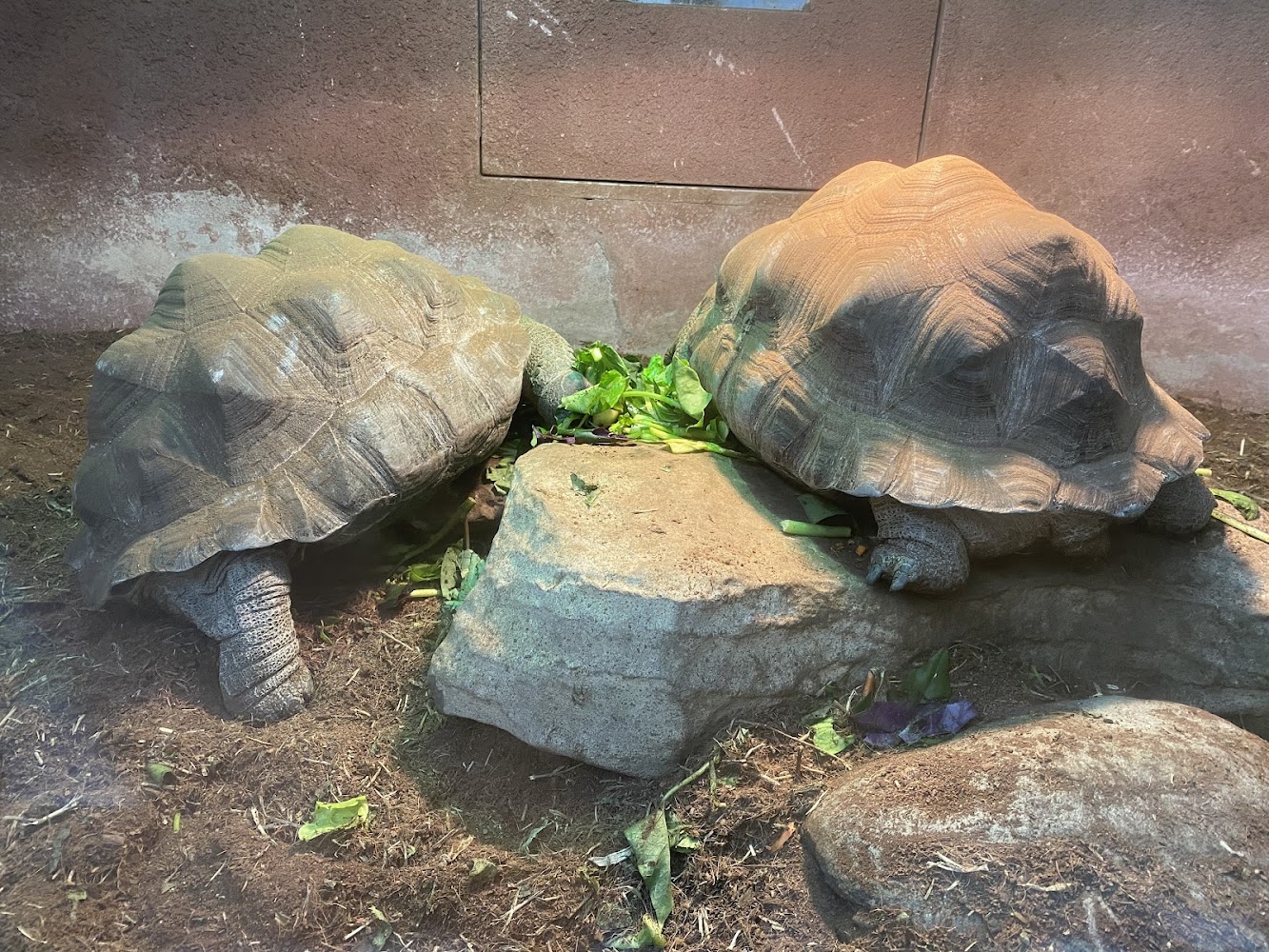 兩棲爬蟲動物館中的大型陸龜進食