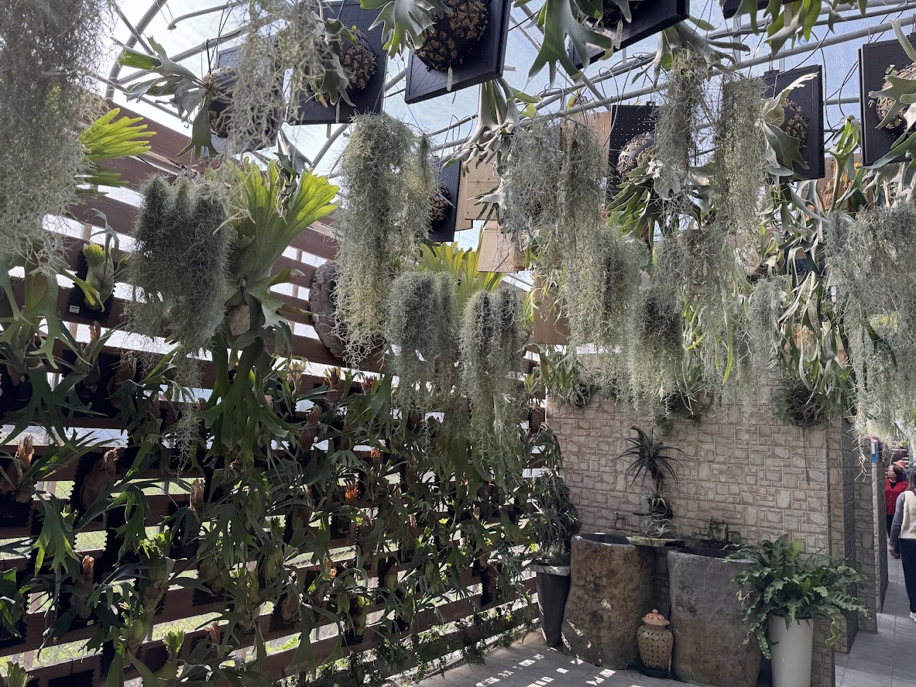 后里萌芳花卉農場綠植溫室空間