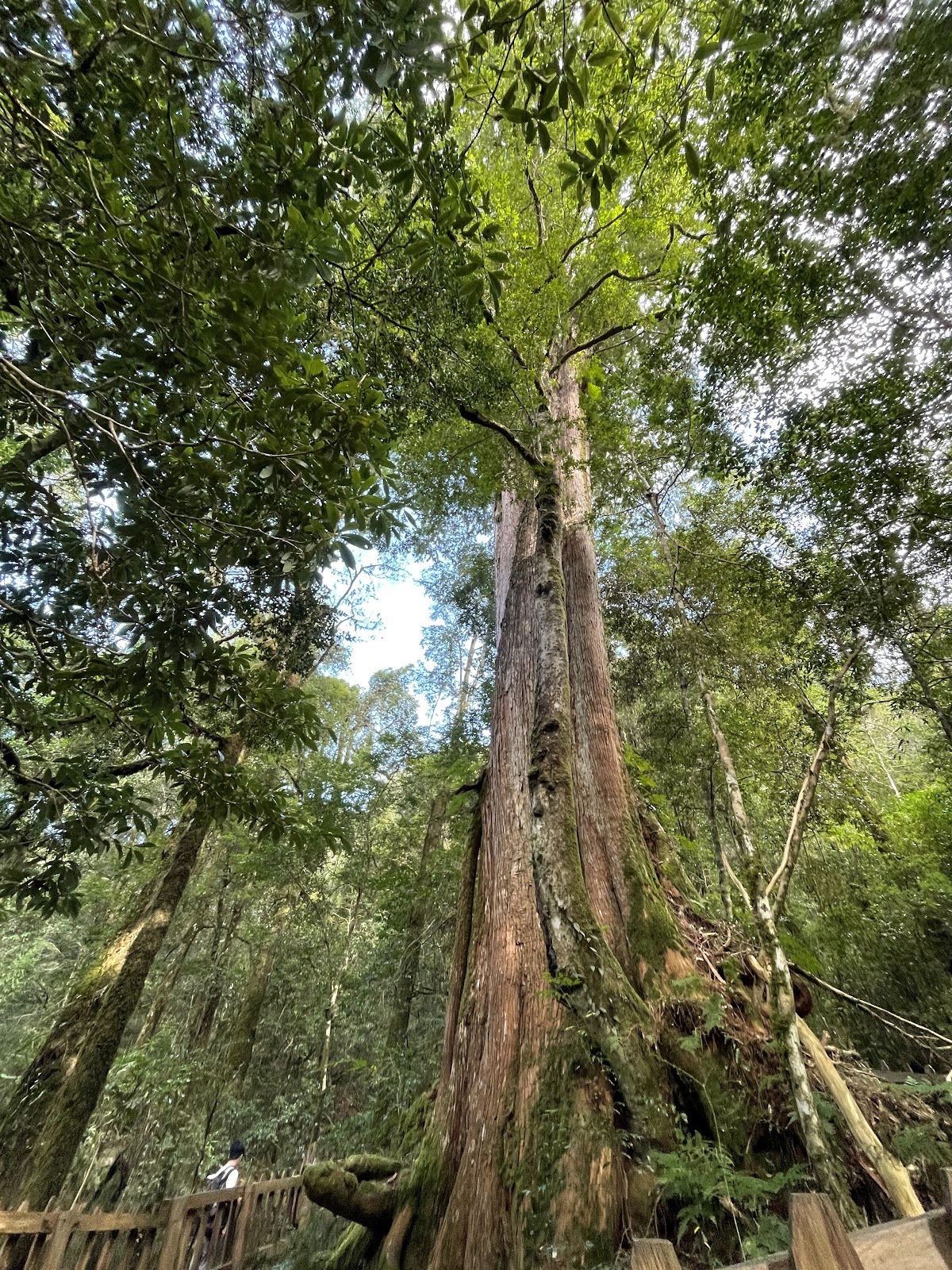 仰角拍攝司馬庫斯高大神木橘紅色樹幹直衝天際，木製護欄圍繞樹根，背景原始林相蒼翠
