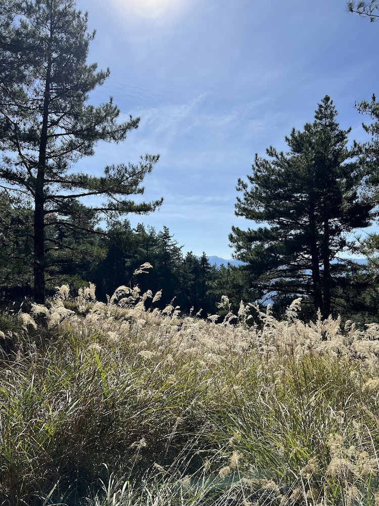 高大松樹與芒草原的山林景觀