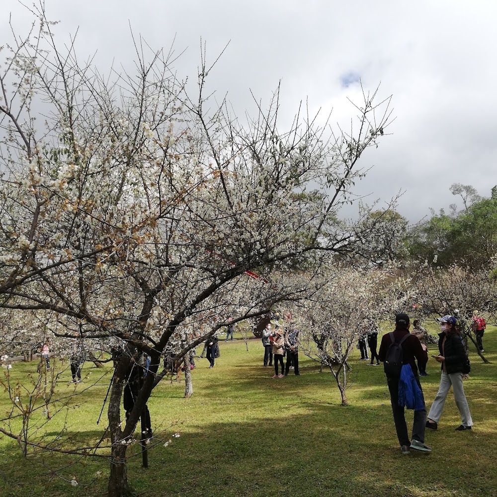 角板山行館梅園賞花人潮