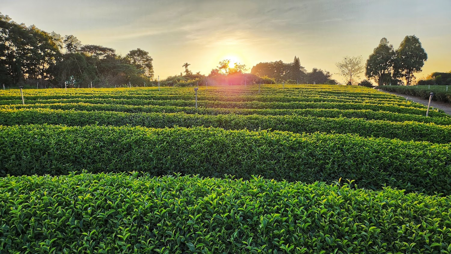 一片茶園，茶樹整齊排列，夕陽從遠方樹林後灑下溫暖陽光，營造出寧靜自然的氛圍。