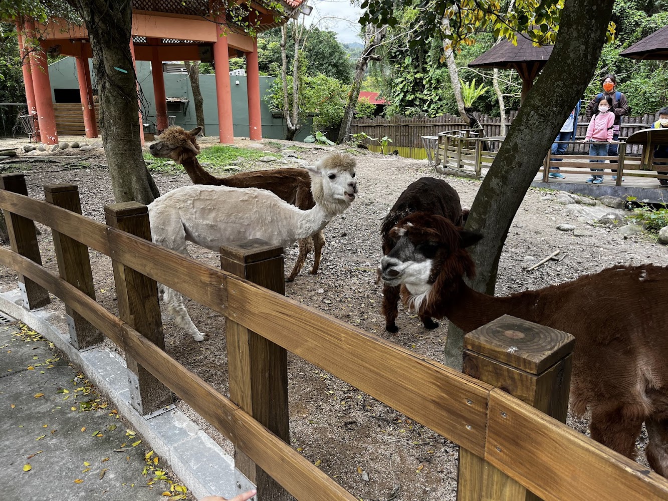 兒童動物區羊駝在欄舍中活動