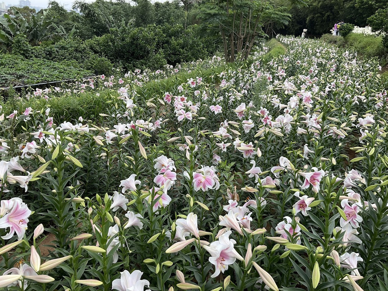 白色與淡粉色百合交錯綻放