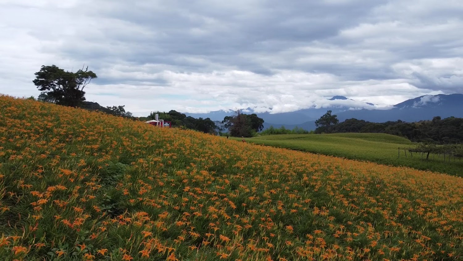 山坡花海與紅色建築