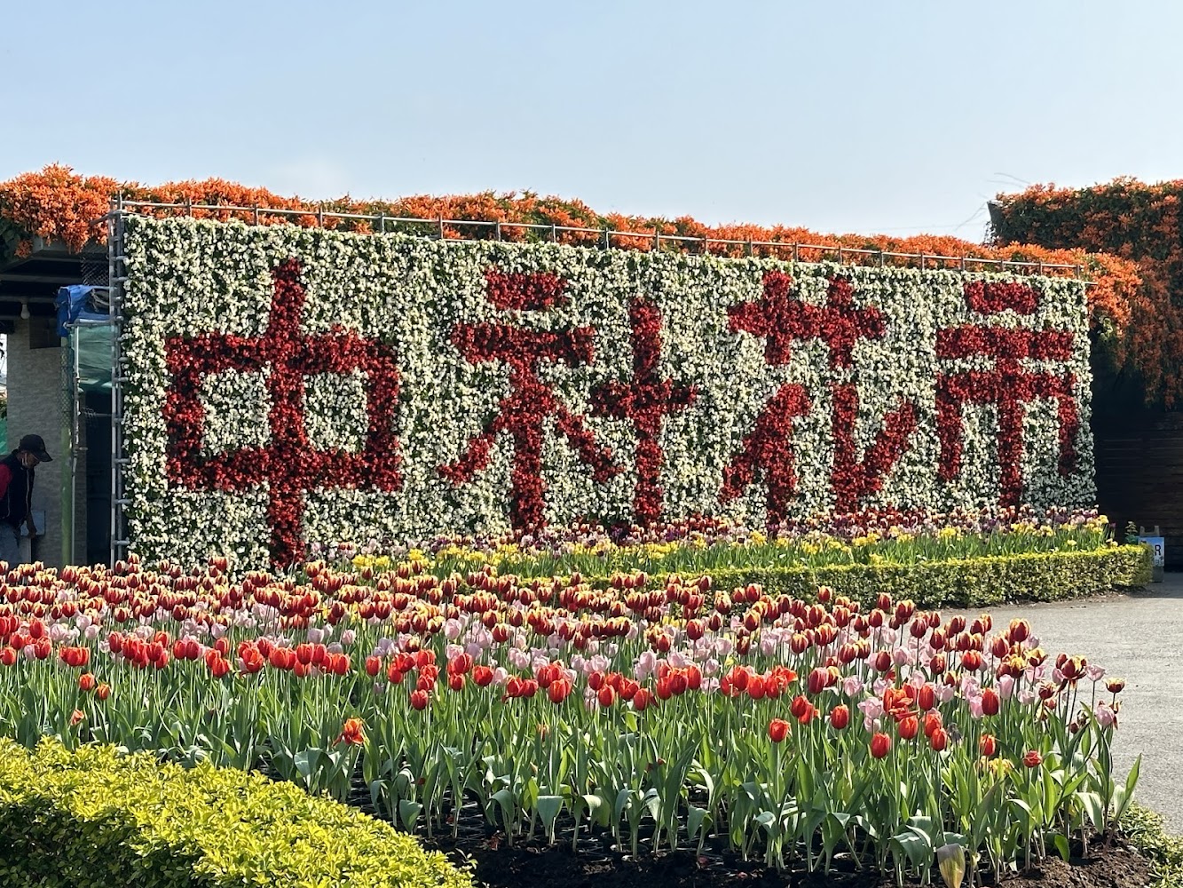 中社觀光花市花牆與鬱金香景觀