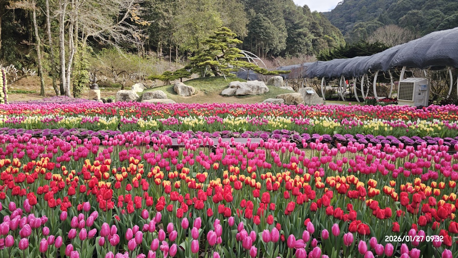 杉林溪花卉中心繽紛鬱金香花海景觀
