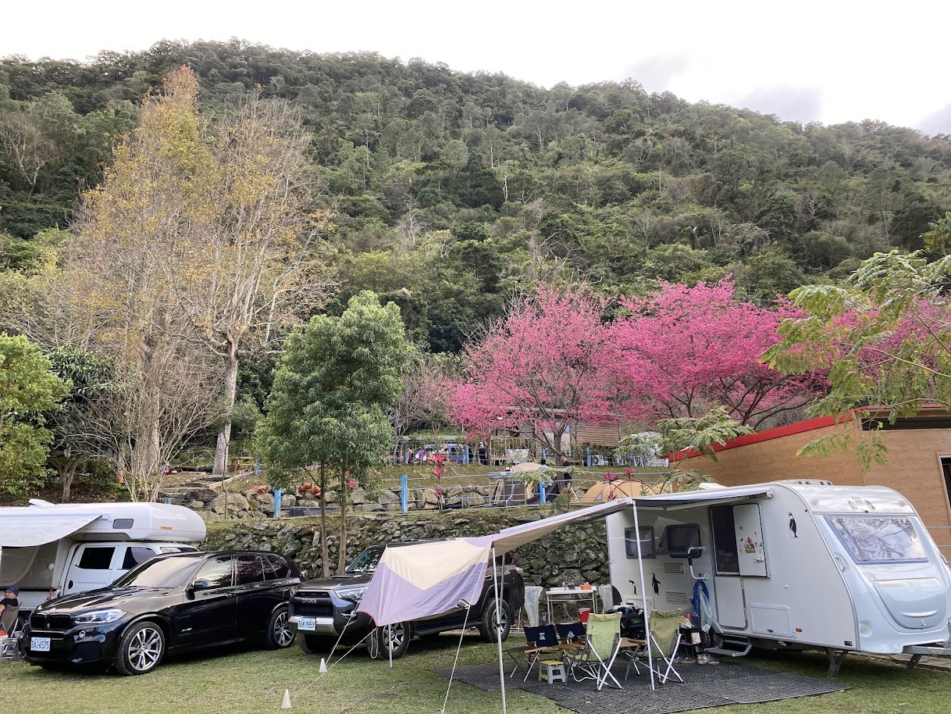 楓林露營區露營車與櫻花景色