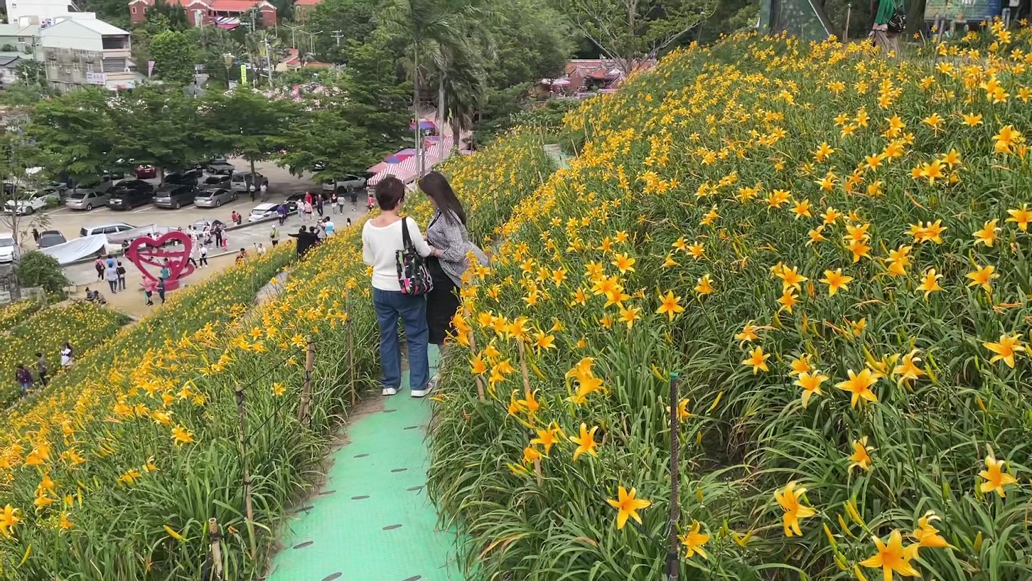 滿佈黃色金針花的山坡，兩位遊客正在步道上欣賞花海