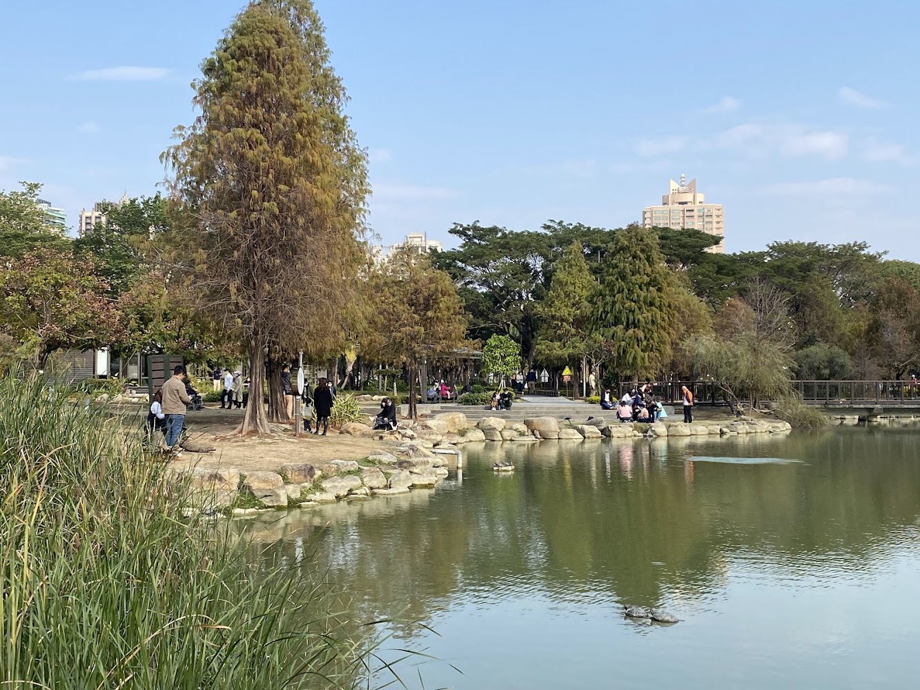 凹子底森林公園湖畔草地與高樓景色
