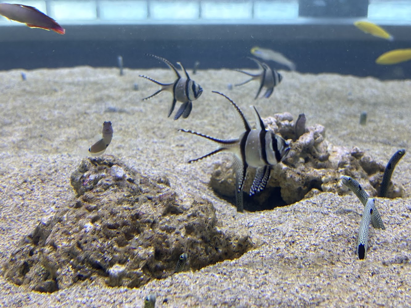 多種海洋魚類與花園鰻展示缸