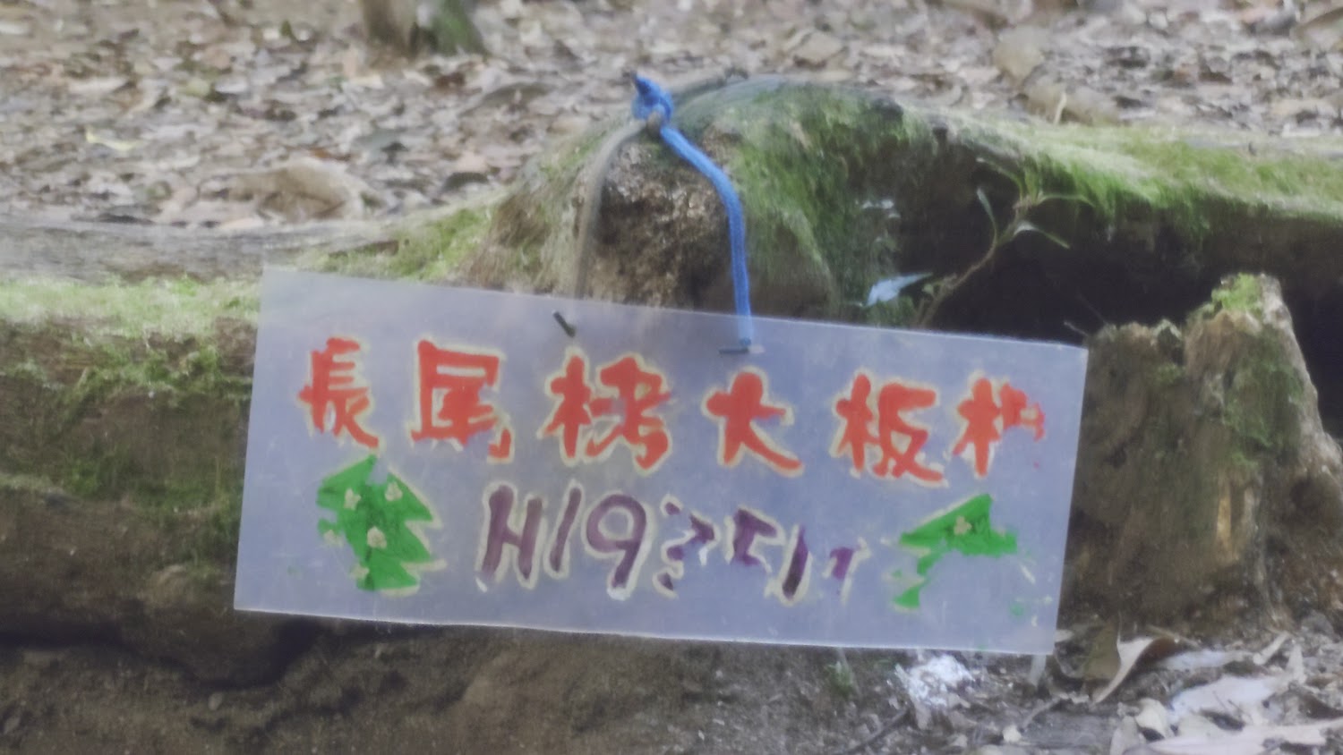 雪見大板根神木現地標示牌與根部環境