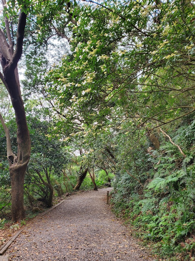 天母古道親山步道碎石林徑