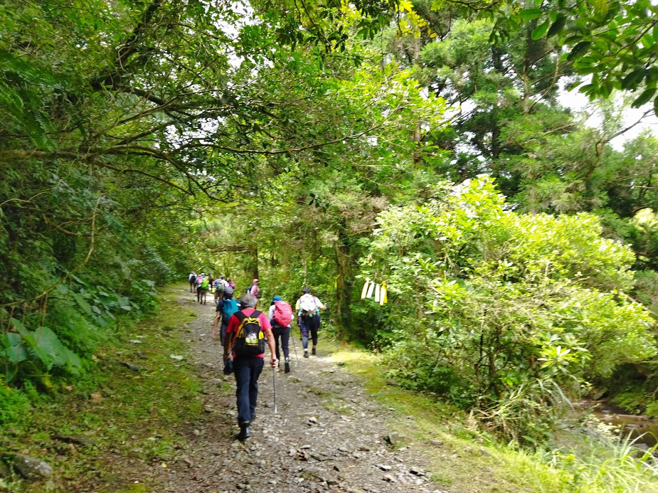 一群登山客走在森林步道上