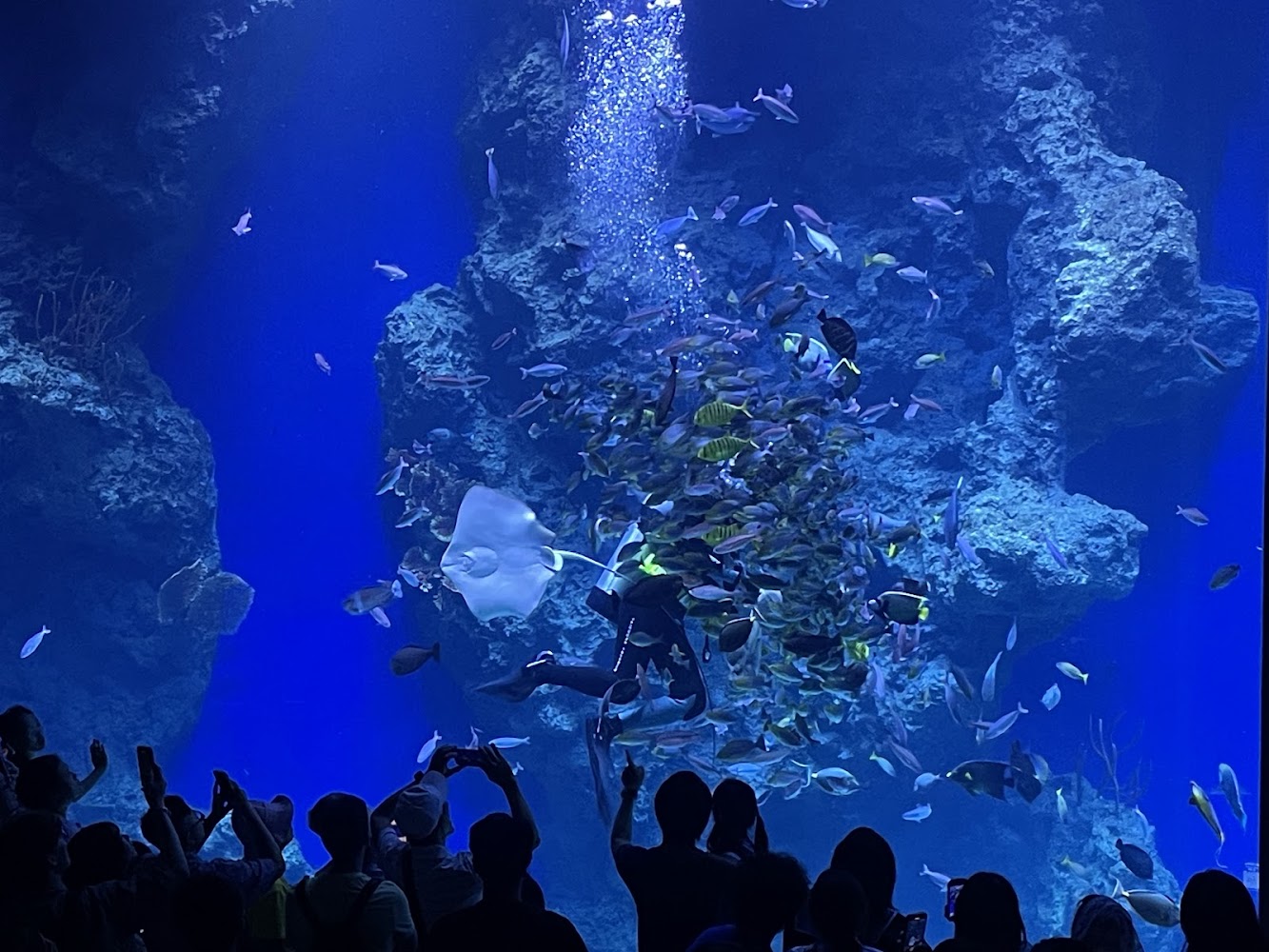 大型水族館中潛水員與魚群互動
