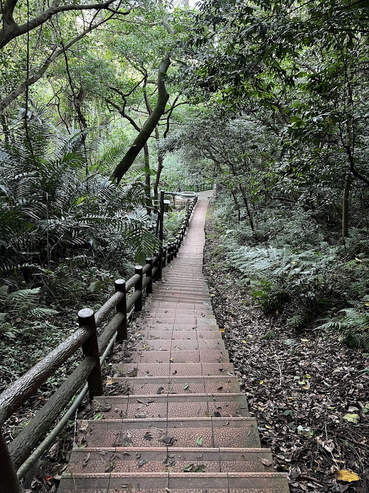 森林感十足的鶯歌石步道