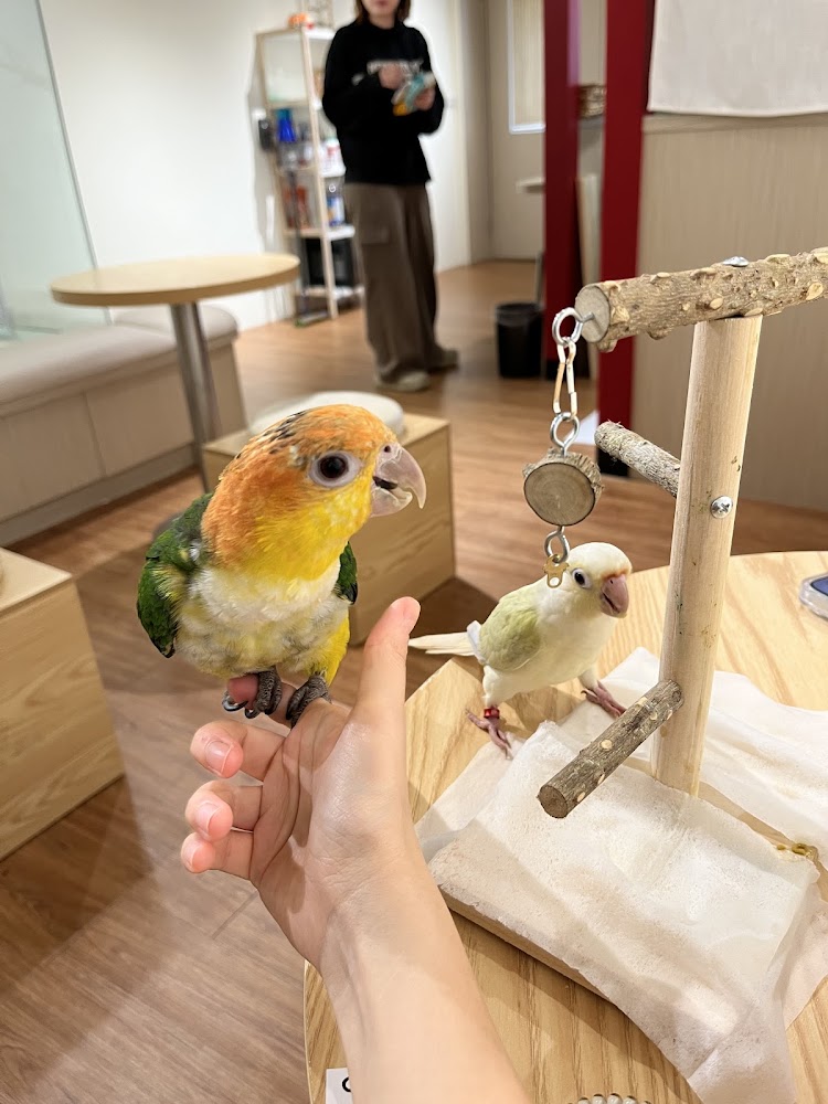 兩隻鸚鵡與室內互動空間