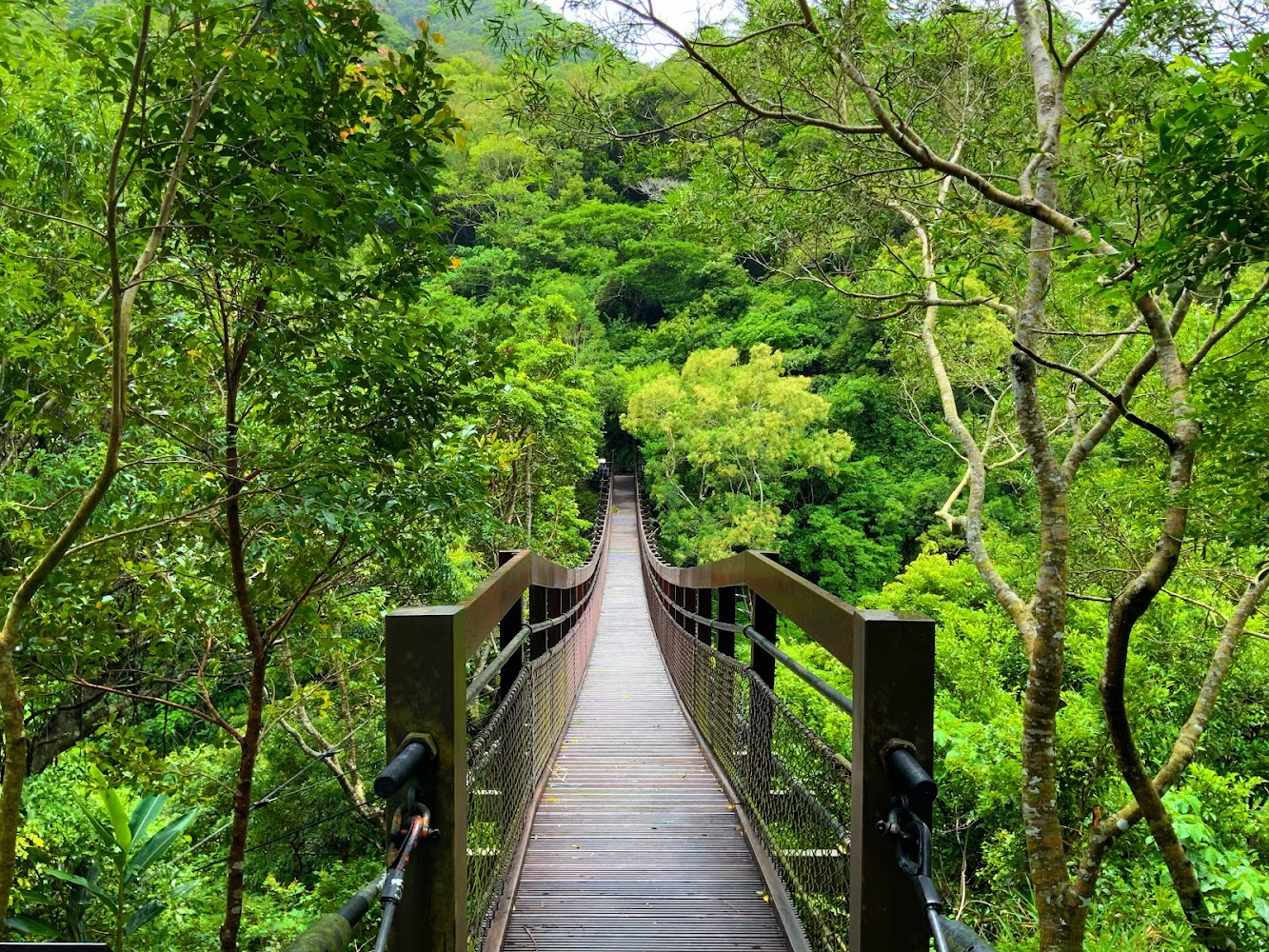 雙流森林吊橋