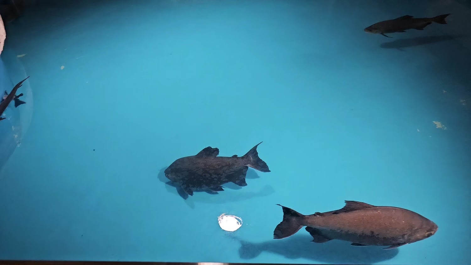 野柳海洋世界魚群展示