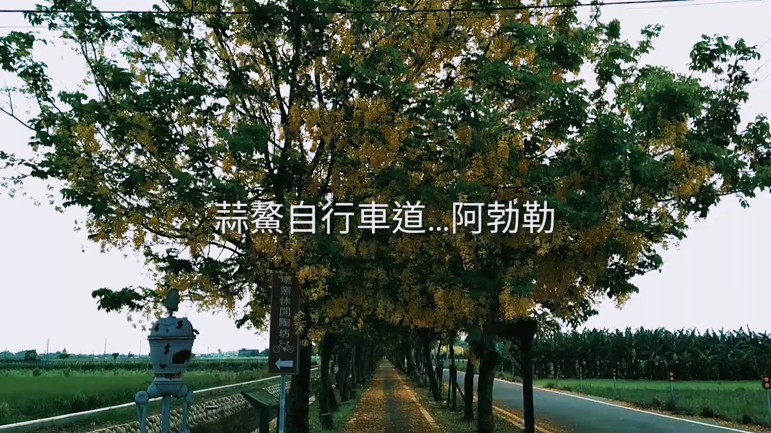 蒜鰲自行車道被樹木包圍的自行車道