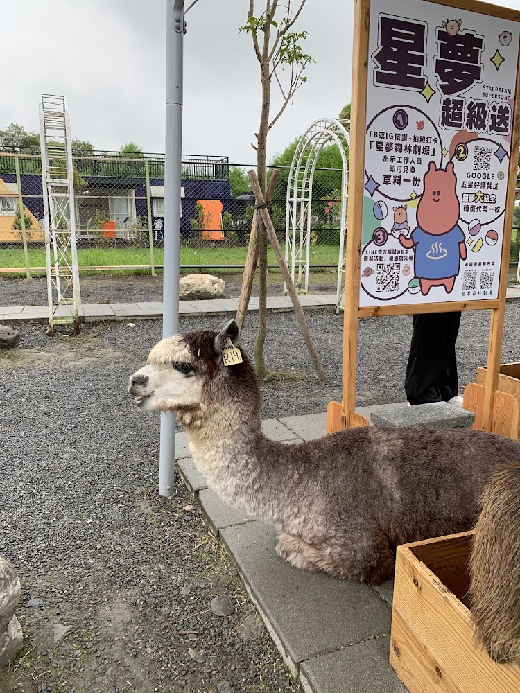 星夢森林劇場羊駝