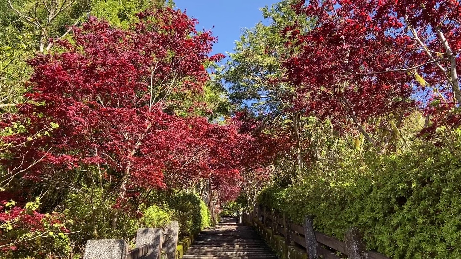 石階步道兩旁紅楓與綠樹