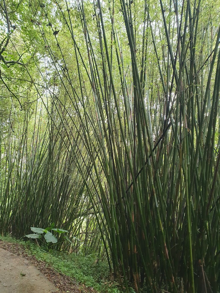 高聳竹林環繞的步道環境