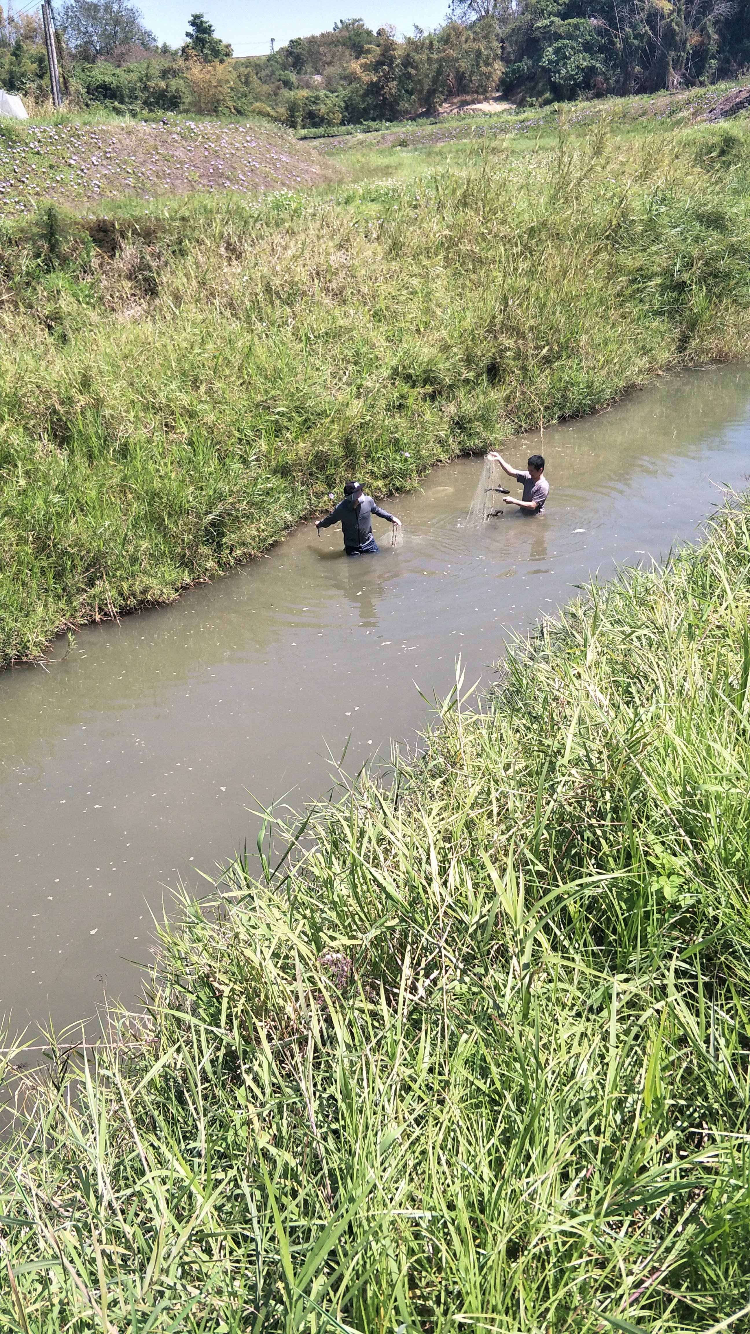 兩人在小河溝中涉水捕魚，周圍草叢茂密