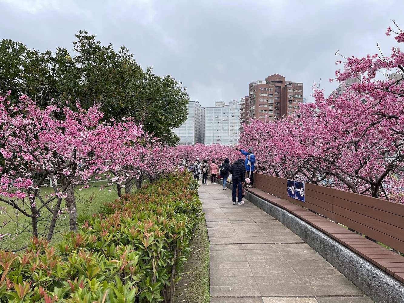 樂活公園粉色櫻花步道