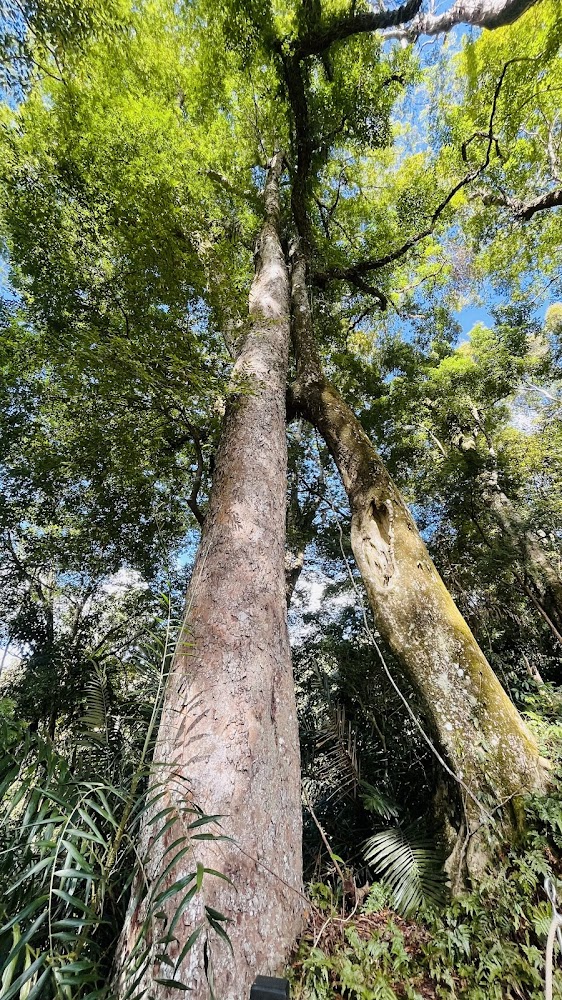 高大櫸木林景觀