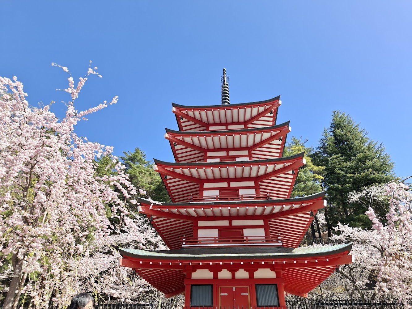 日本五重塔與盛開櫻花樹畫面，旅遊感十足